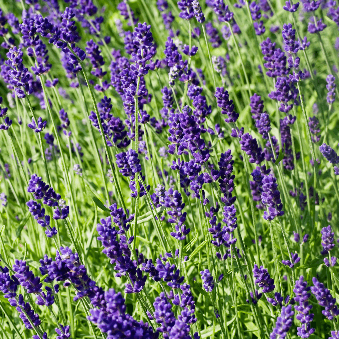 Blooming Purple Lavender Flowers
