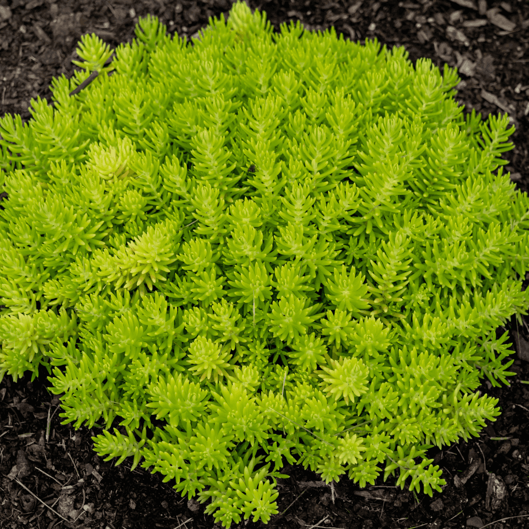 Lush Green Lemon Ball Sedum Planted