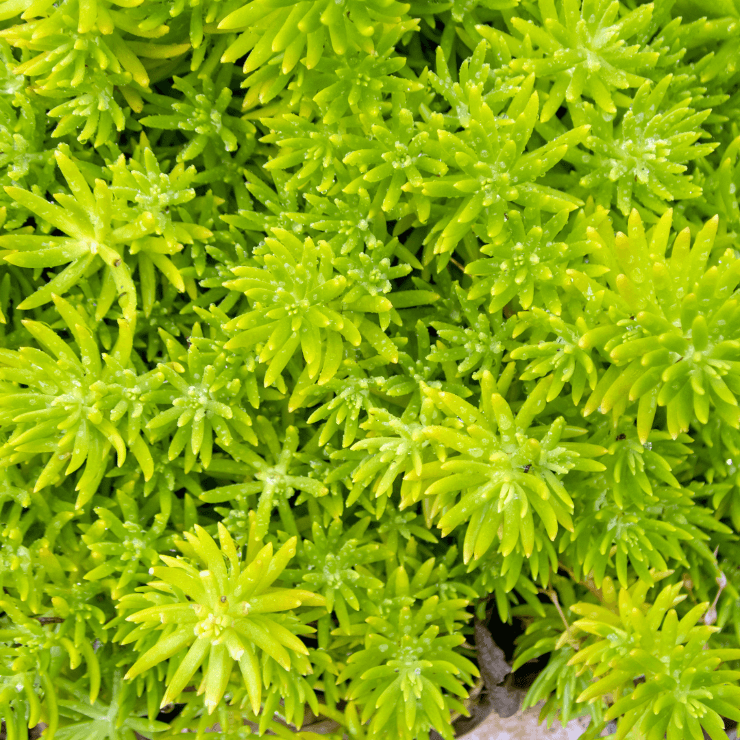 Lush Green Lemon Ball Sedum Planted