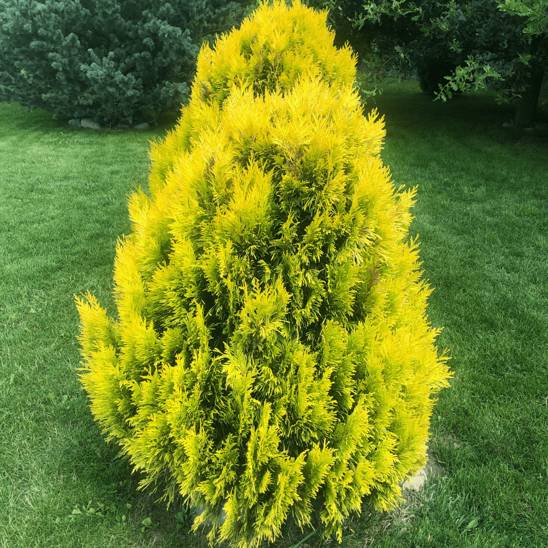 Dense Mature Lemon Burst Arborvitae Plant