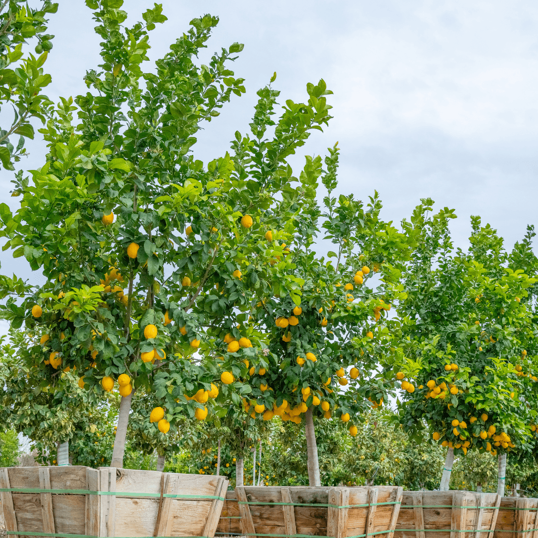 Multiple Fruiting Lisbon Lemon Trees