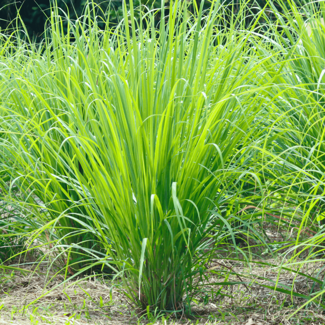 Mature Dense Lemongrass planted with long arching foliage