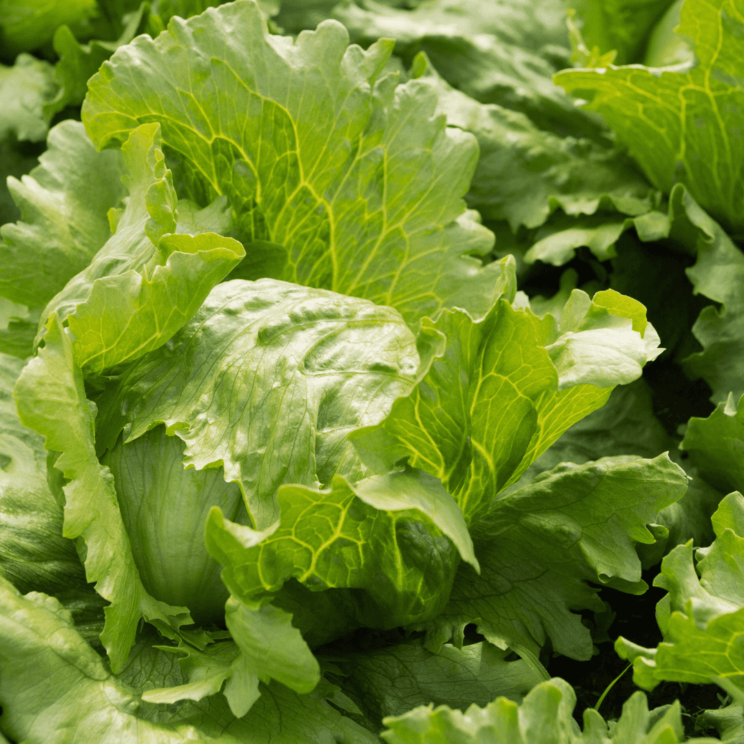 Leafy Green Lettuce Plant