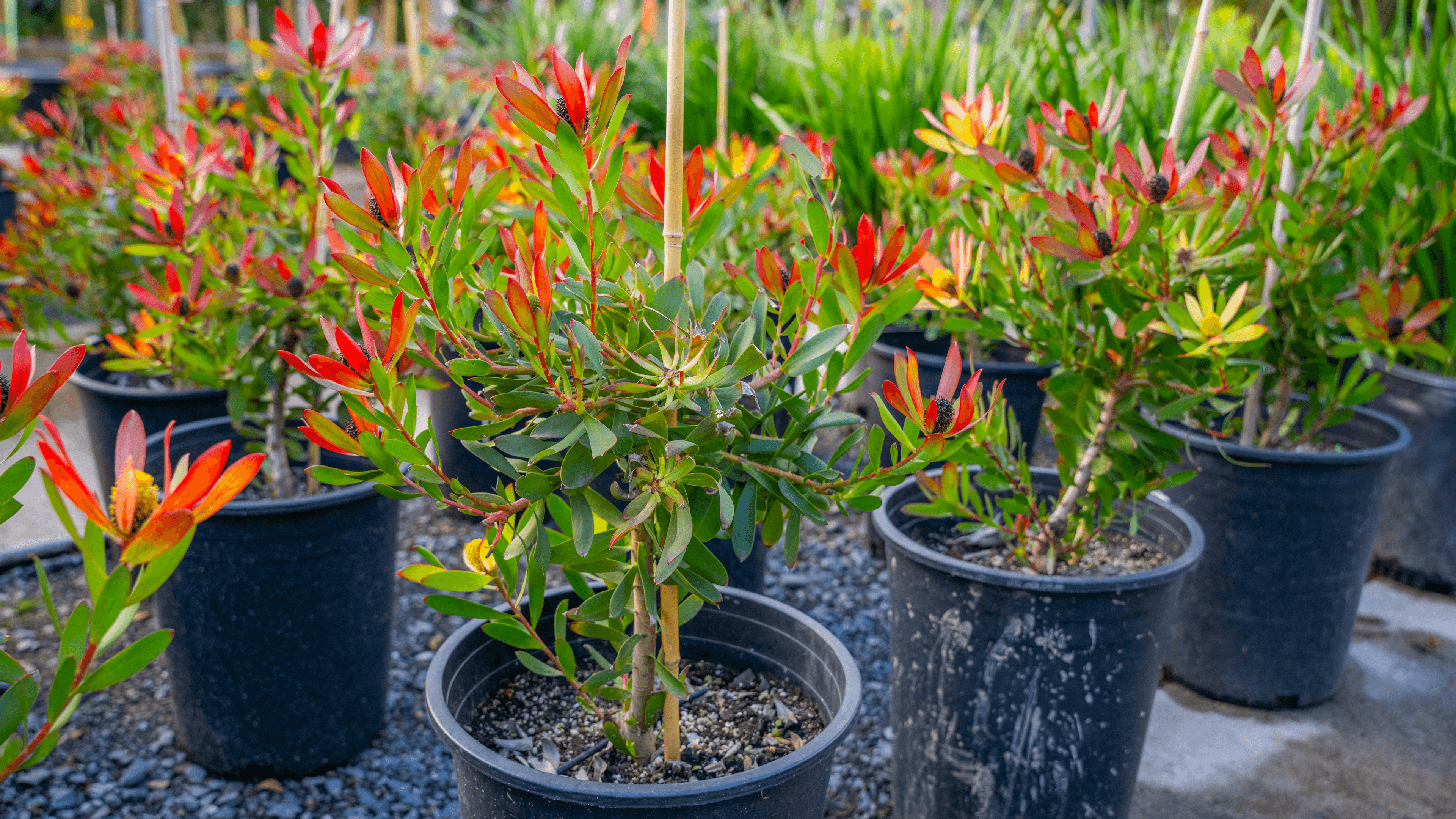 Multiple Colorful Leucadendron Plants