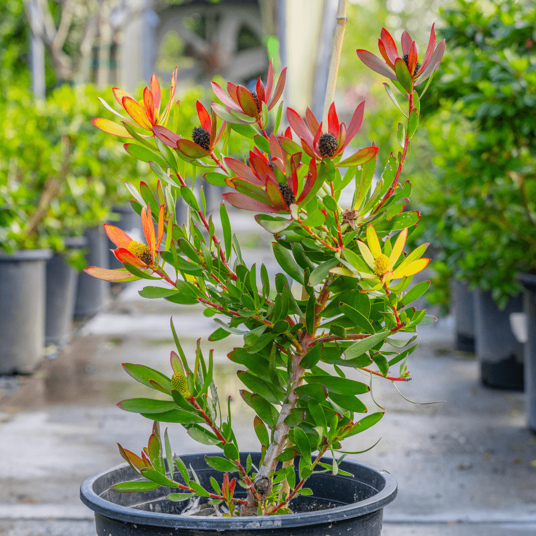 Colorful Leucadendron Plant Potted