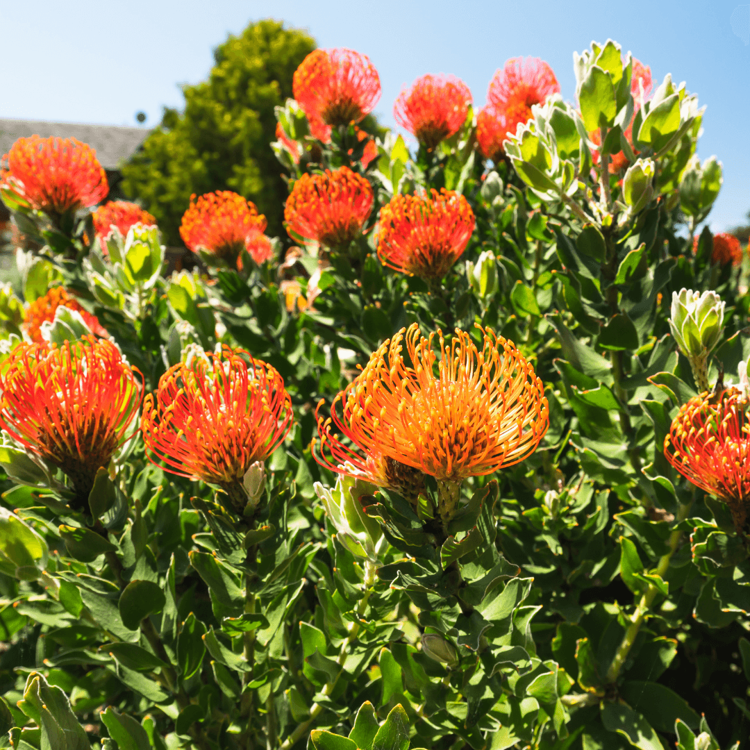 Beautiful Blooming Leucospermum Plant