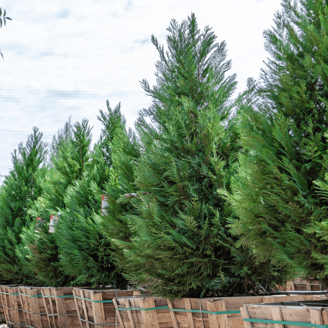Multiple Mature Leyland Cypress Trees in a Row at Nursery 