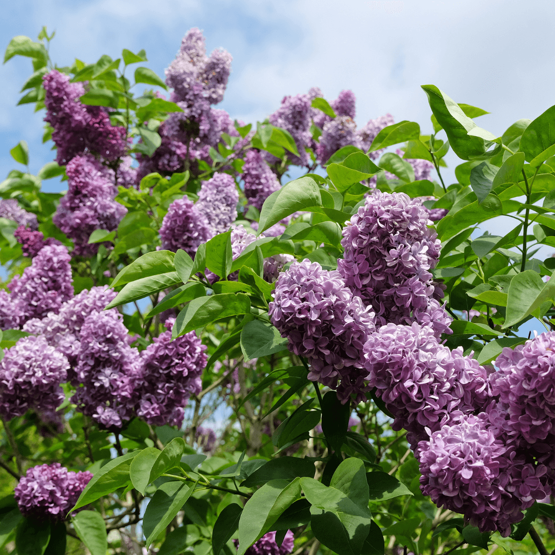 Beautiful Blooming Lilac Bush with Lilac Blooms
