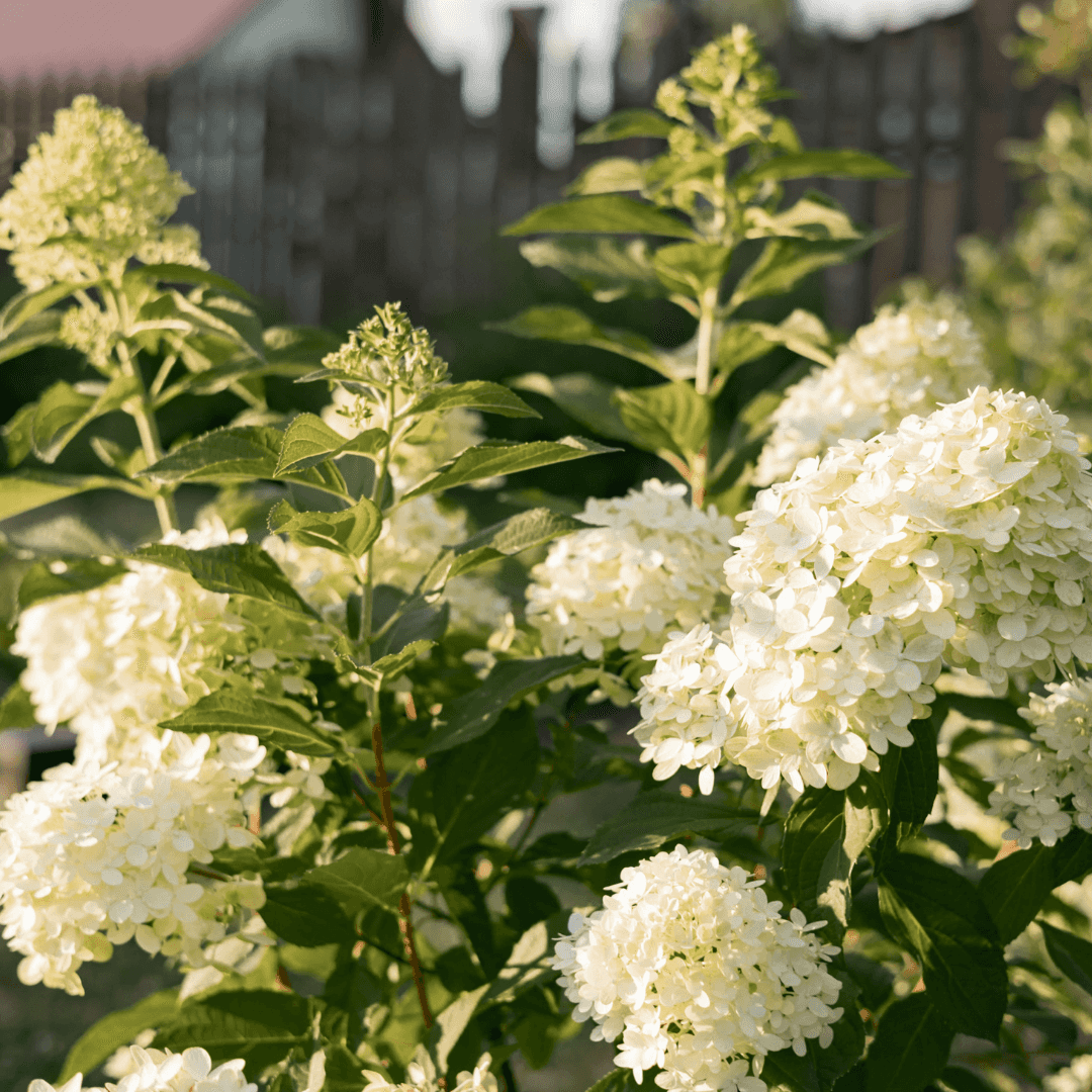 Beautiful Blooming Limelight Hydrangea Plant with White Flowers