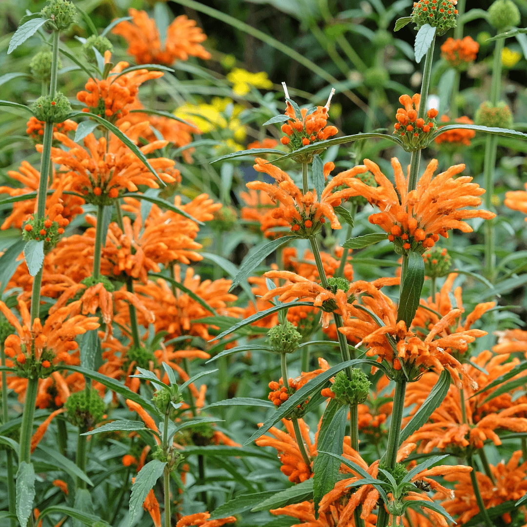 Beautiful Blooming Lion's Ear Plant