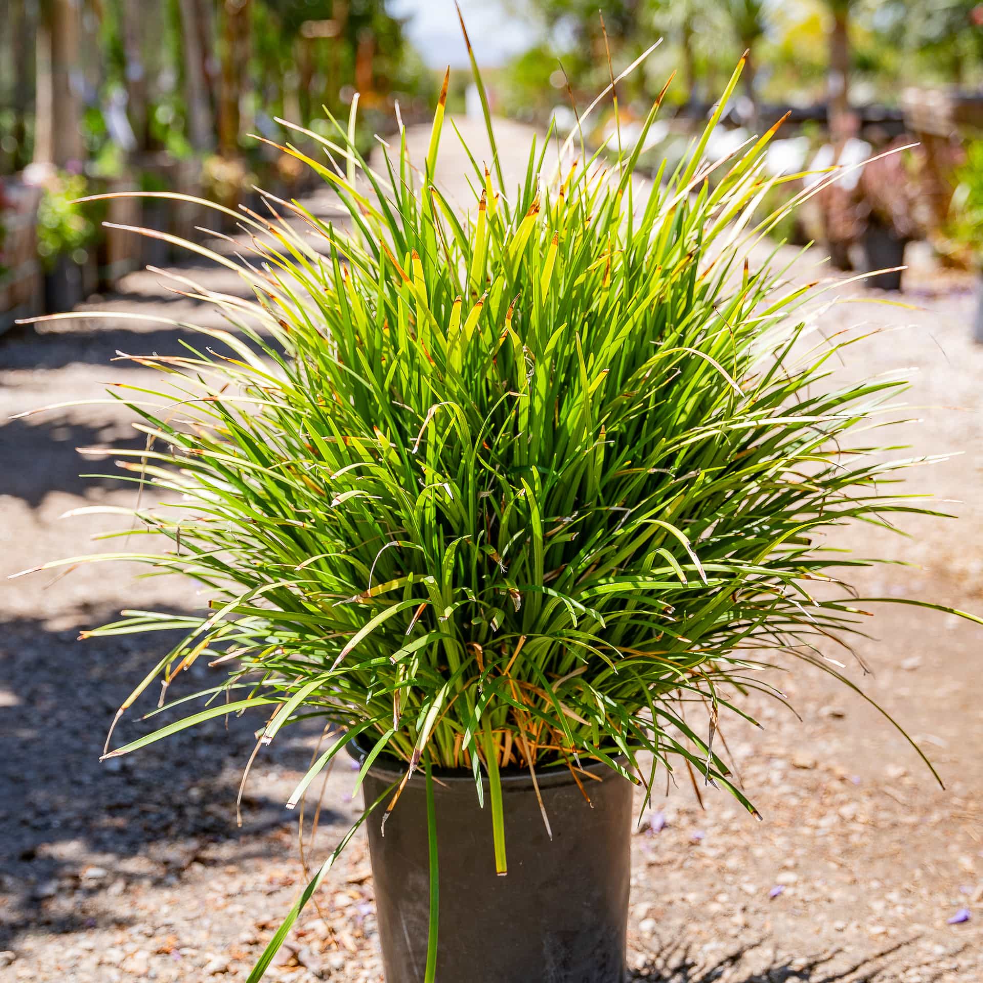 Liriope