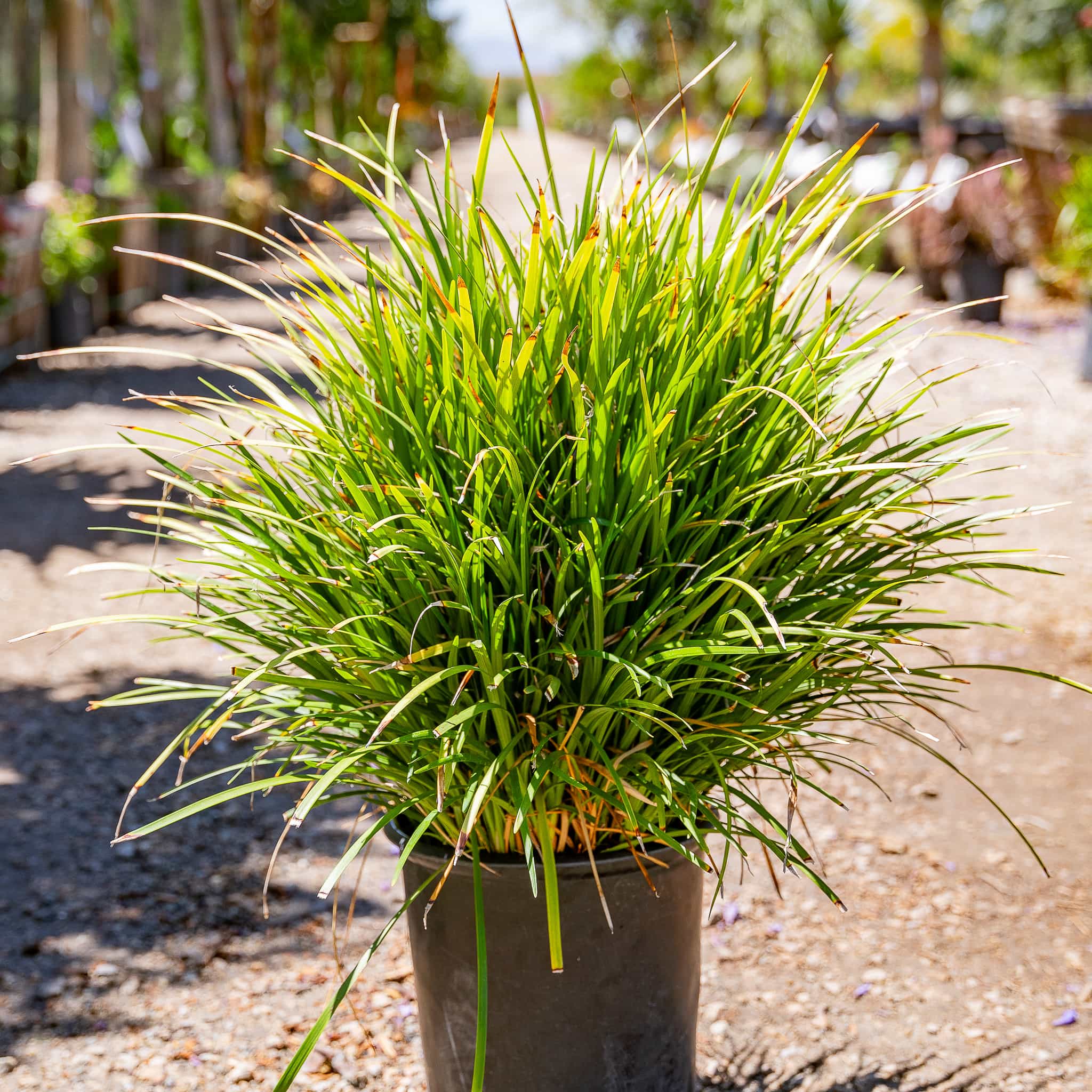 Liriope