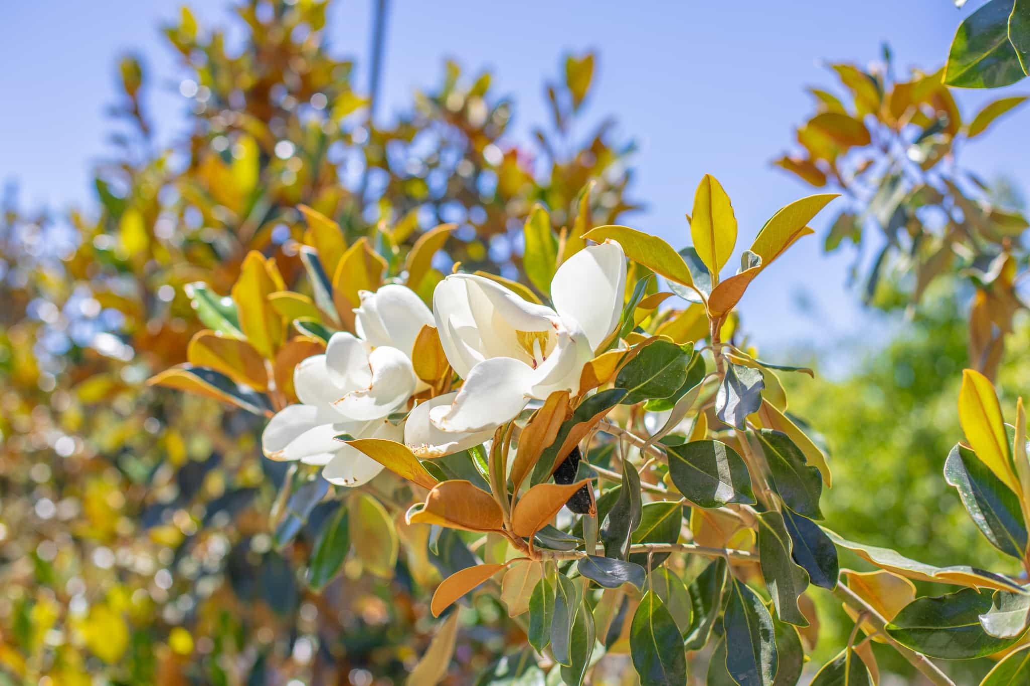 Two large magnolia blooms at the top of the tree
