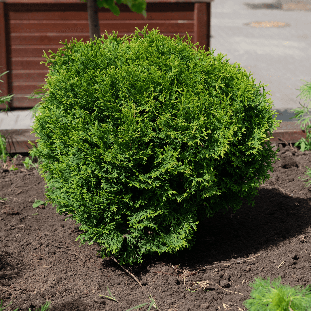 Beautiful Dense Little Giant Arborvitae Plant