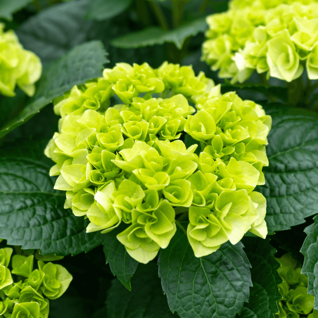 Beautiful Mature Blooming Little Lime Hydrangea Plant with Flowers