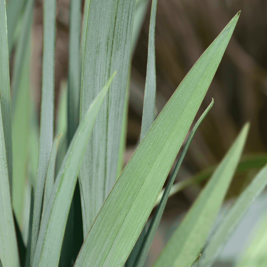 Close Up Photo of Little Rev Flax Lily Plant Foliage