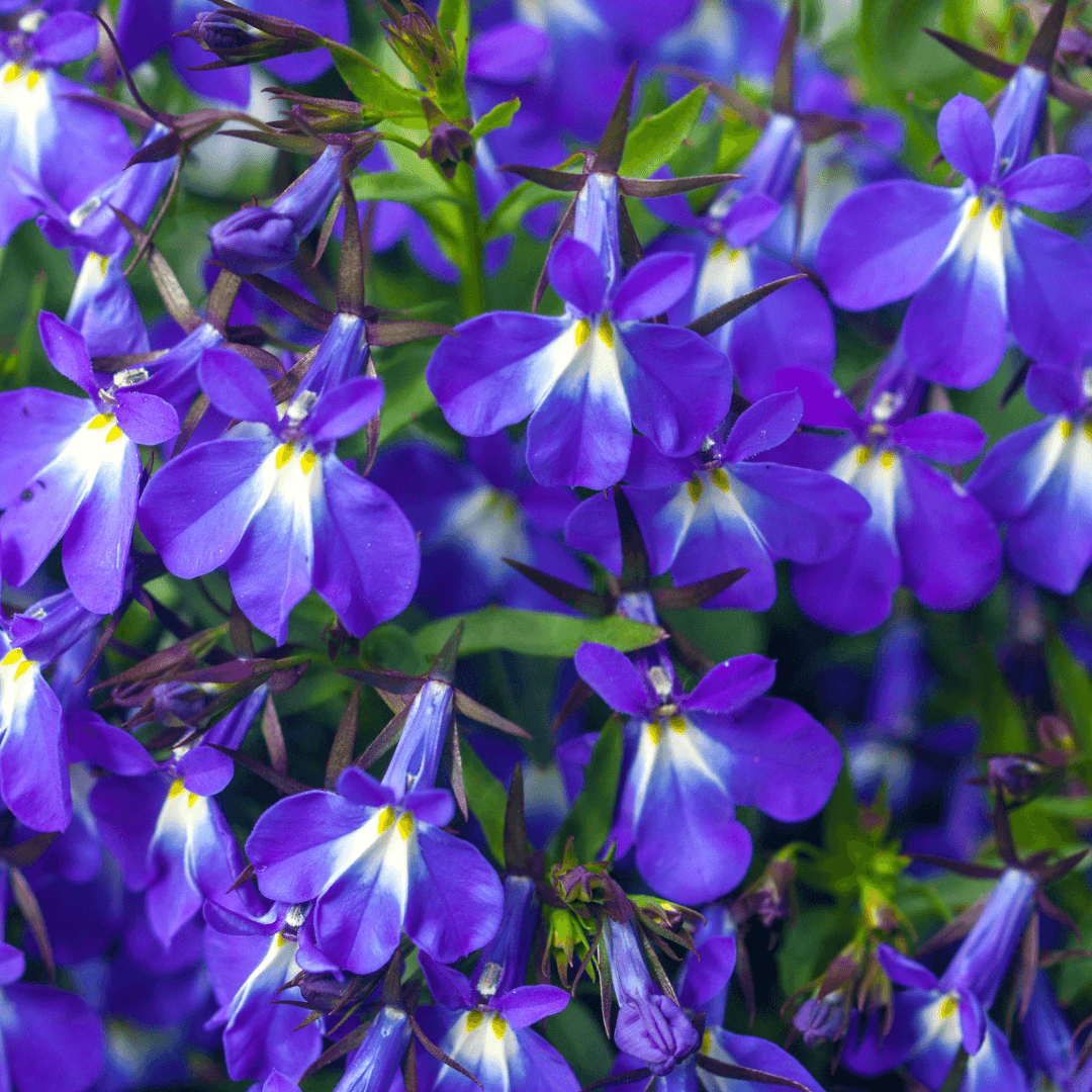 Beautiful Blooming Lobelia Flowers Purple