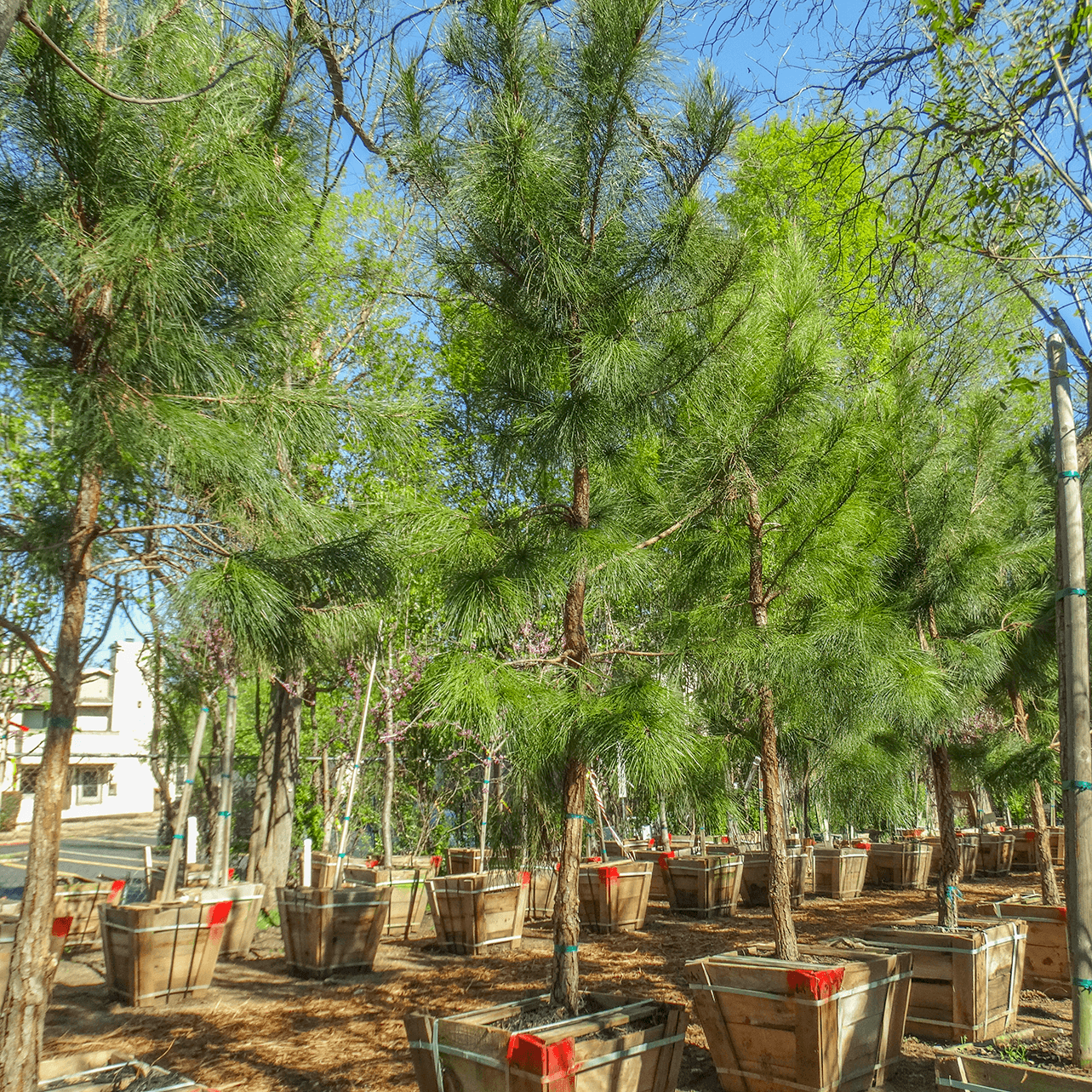 Loblolly Pine