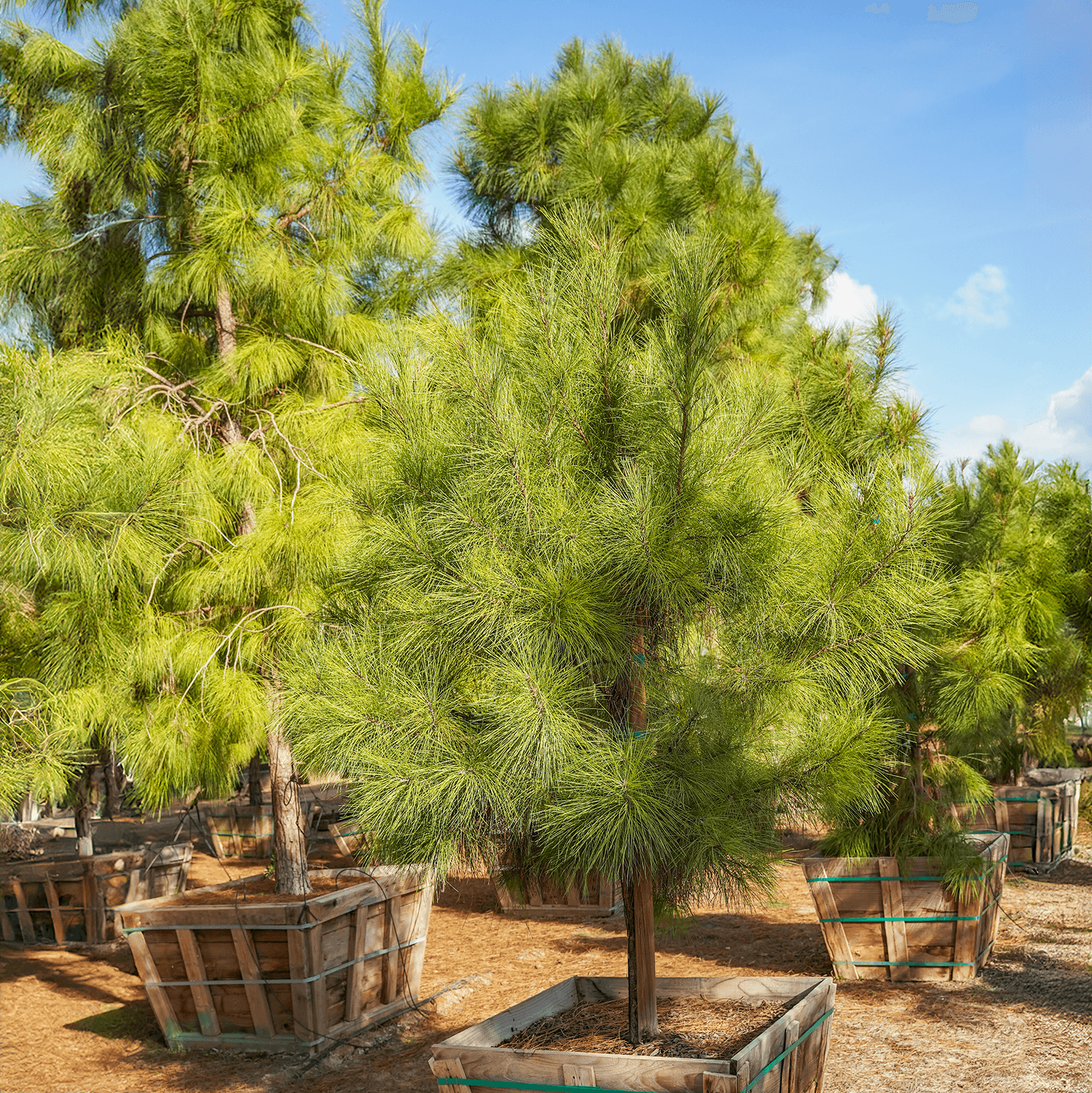 Loblolly Pine