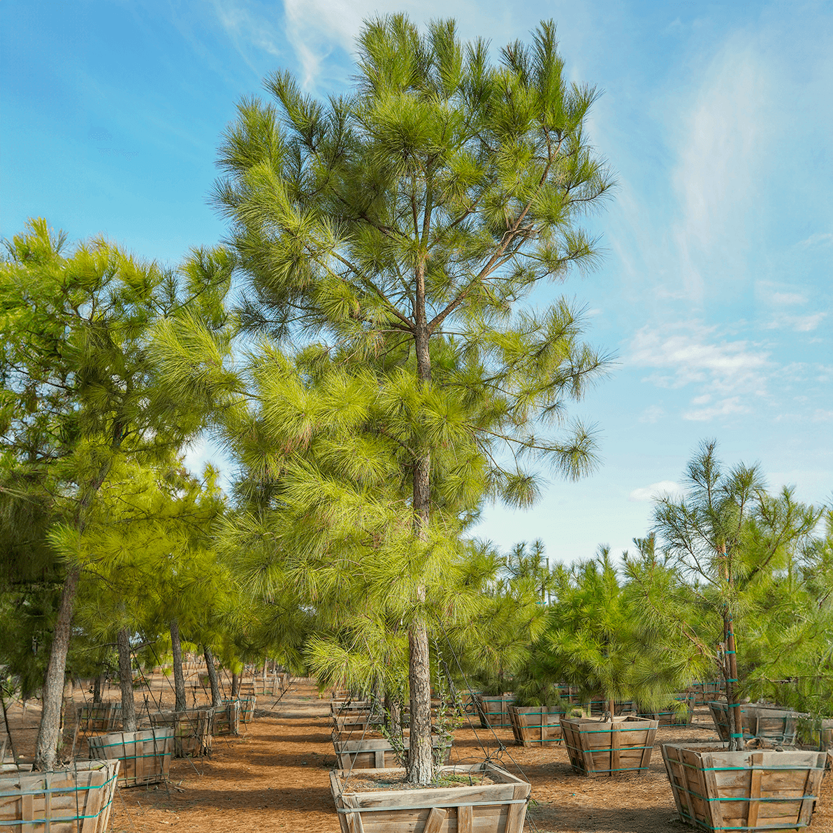 Loblolly Pine