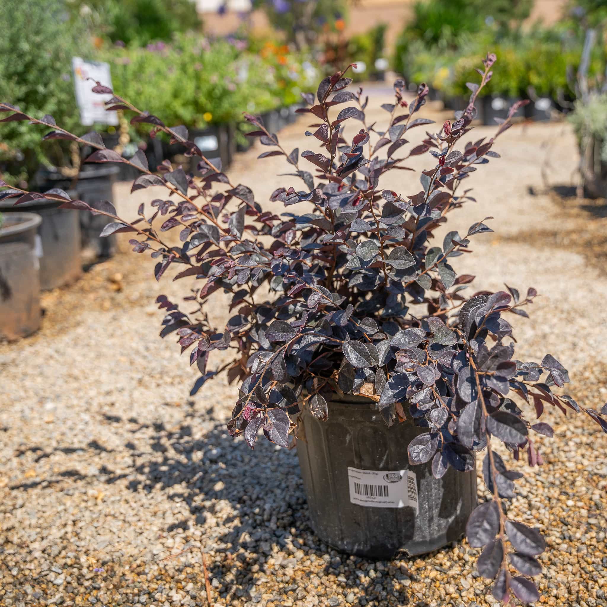 Loropetalum