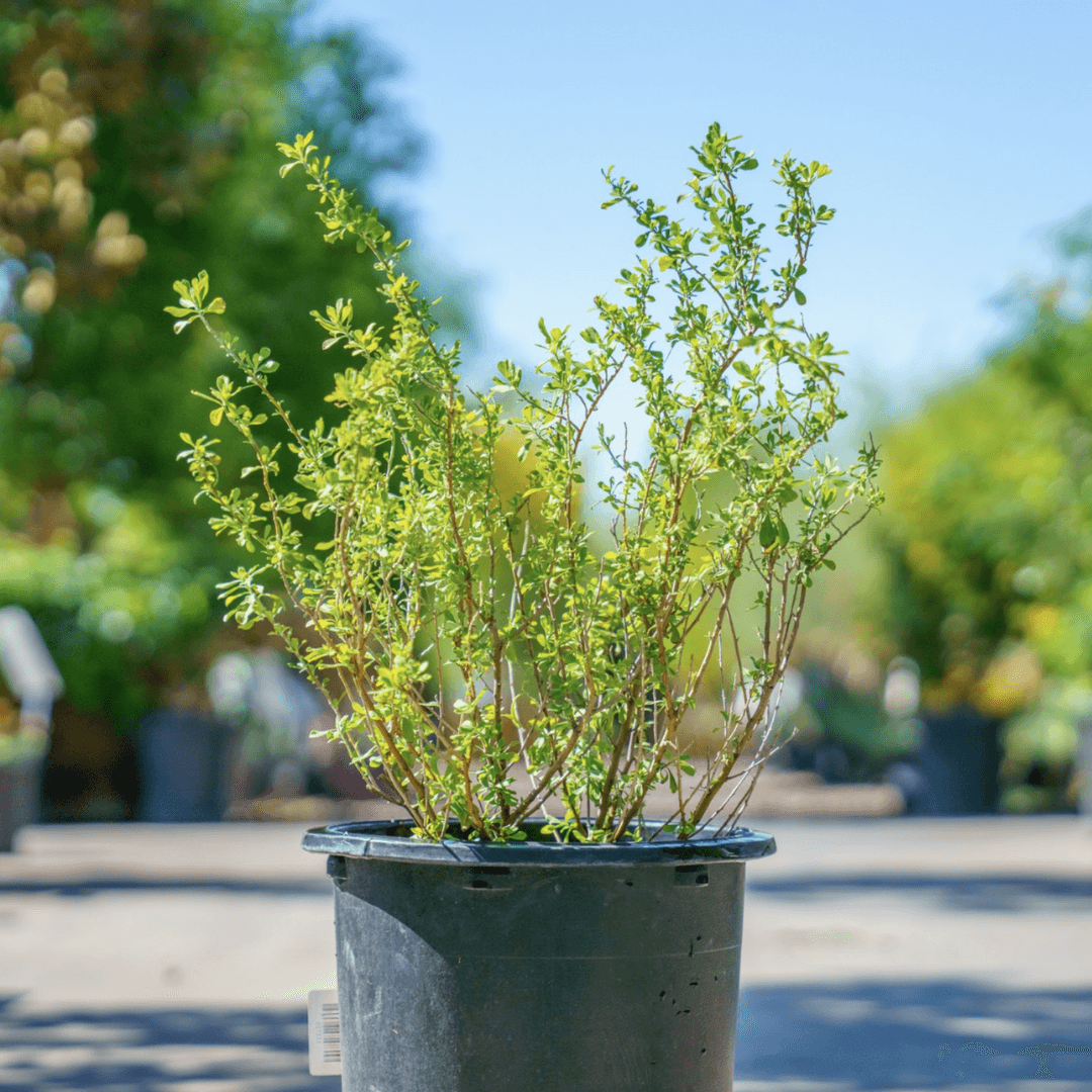 Potted Lynn's Legacy Texas Sage In Nursery Aisle