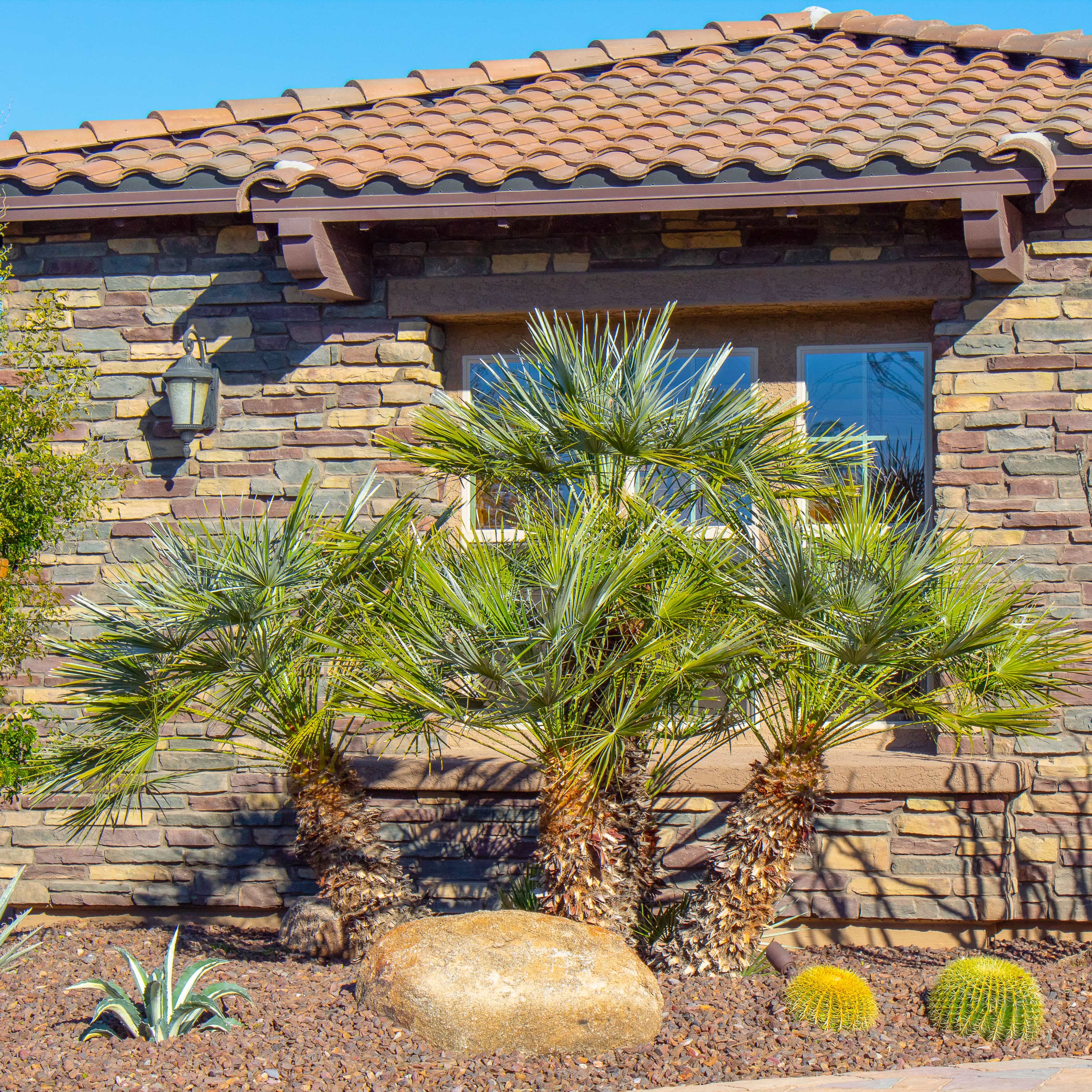 Huge Mediterranean Fan Palm in landscape