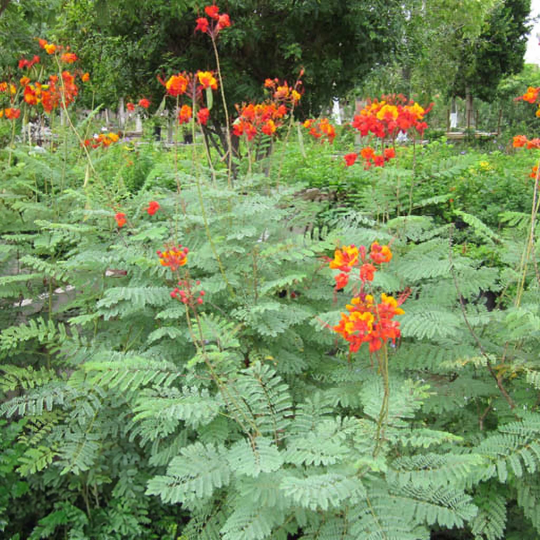 Mexican Birds of Paradise