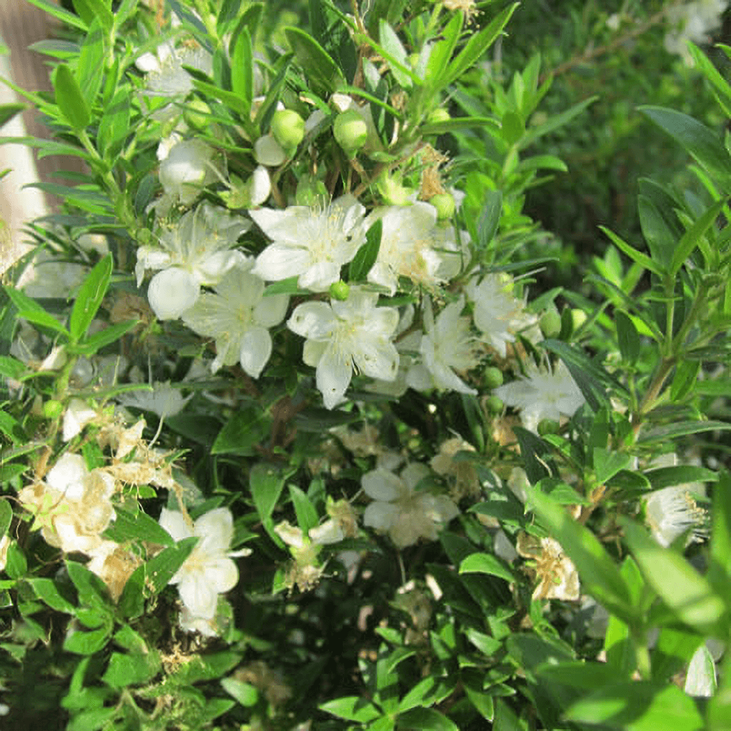 Dwarf Myrtle flowers up close
