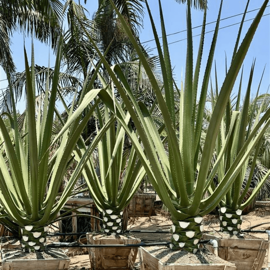 Multiple Mature Macdougall Plants Potted in Nursery Aisle 