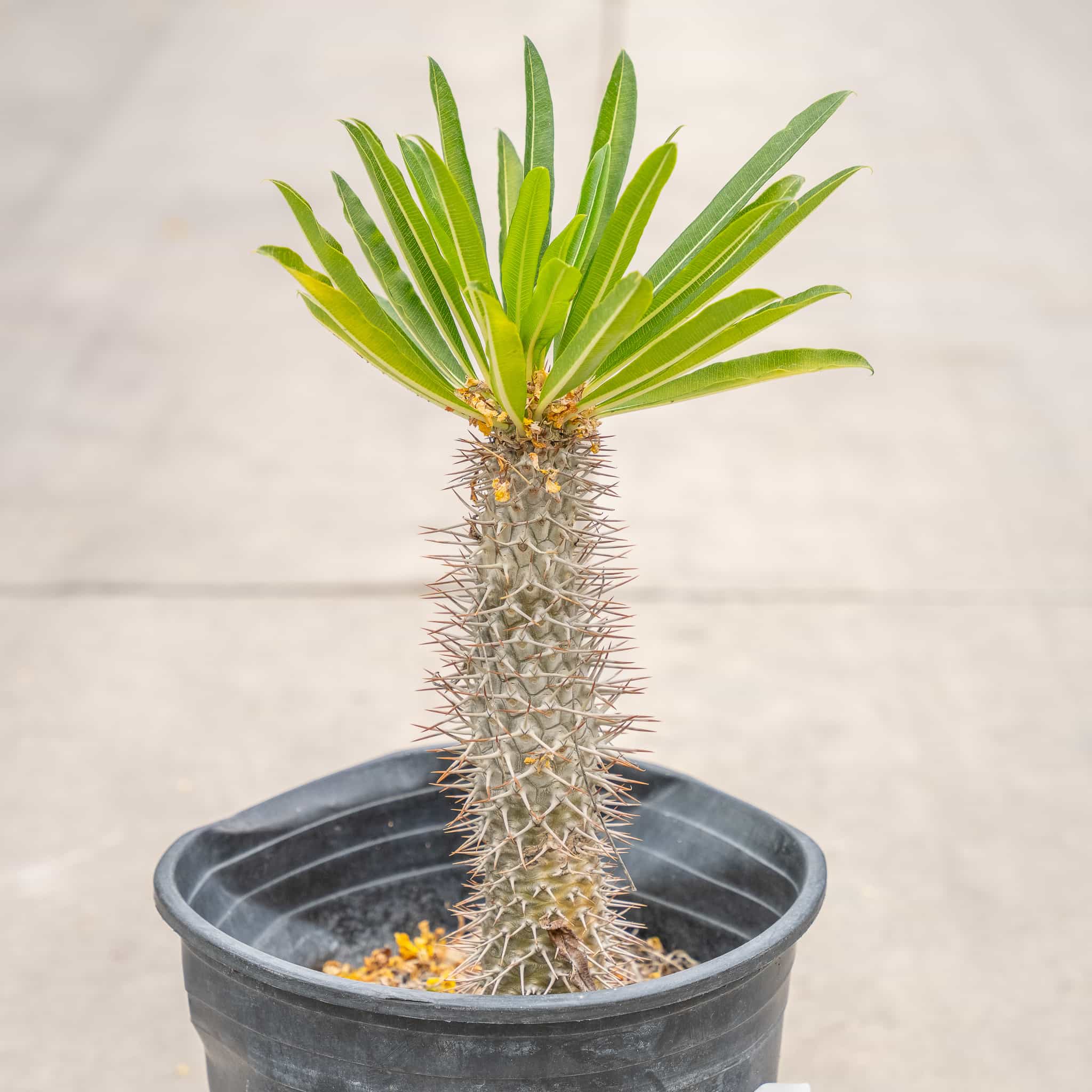 Madagascar Palm