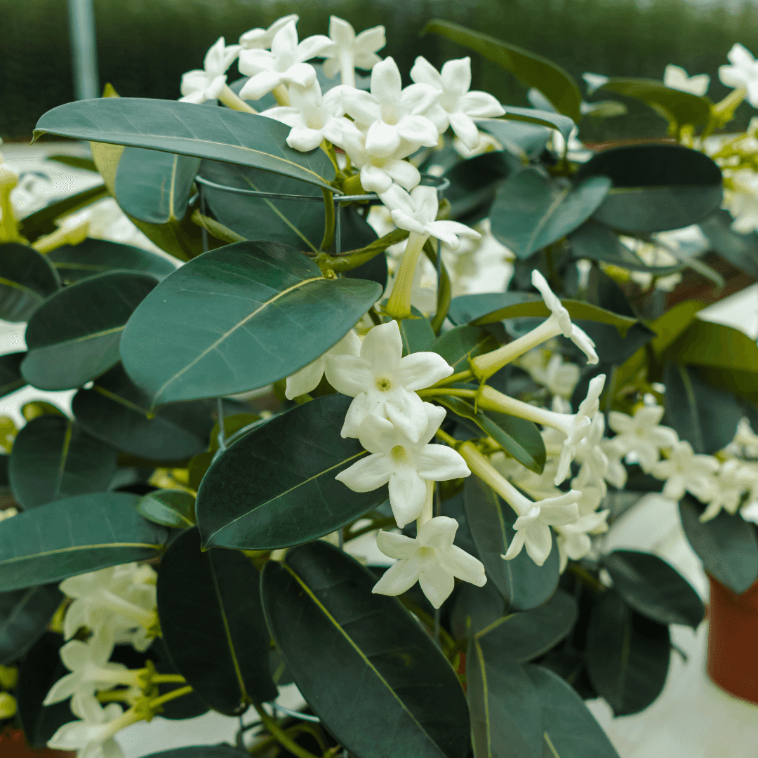 Beautiful Blooming Madagascar Jasmine Plant With Vibrant White Flowers 