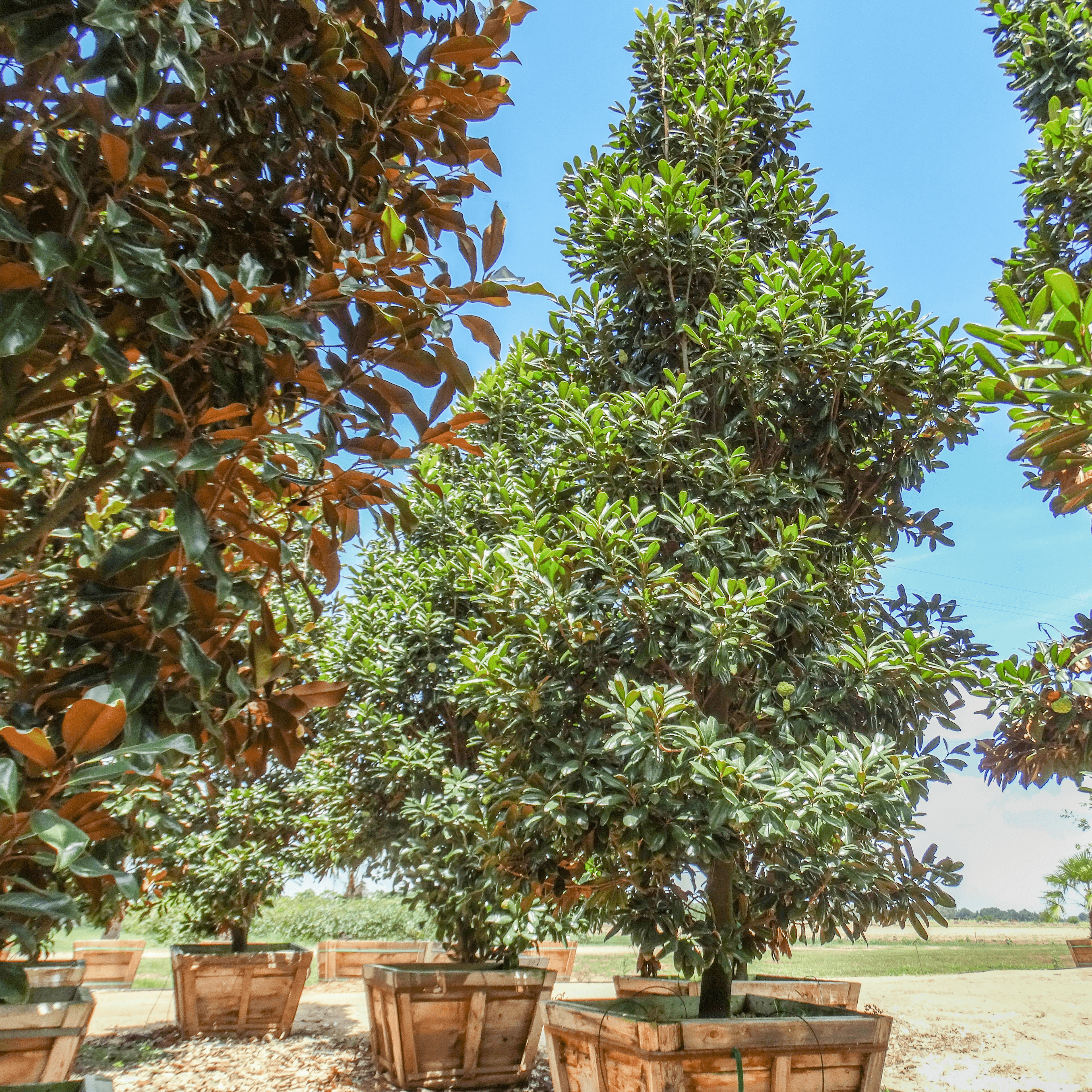 Greenback Southern Magnolia