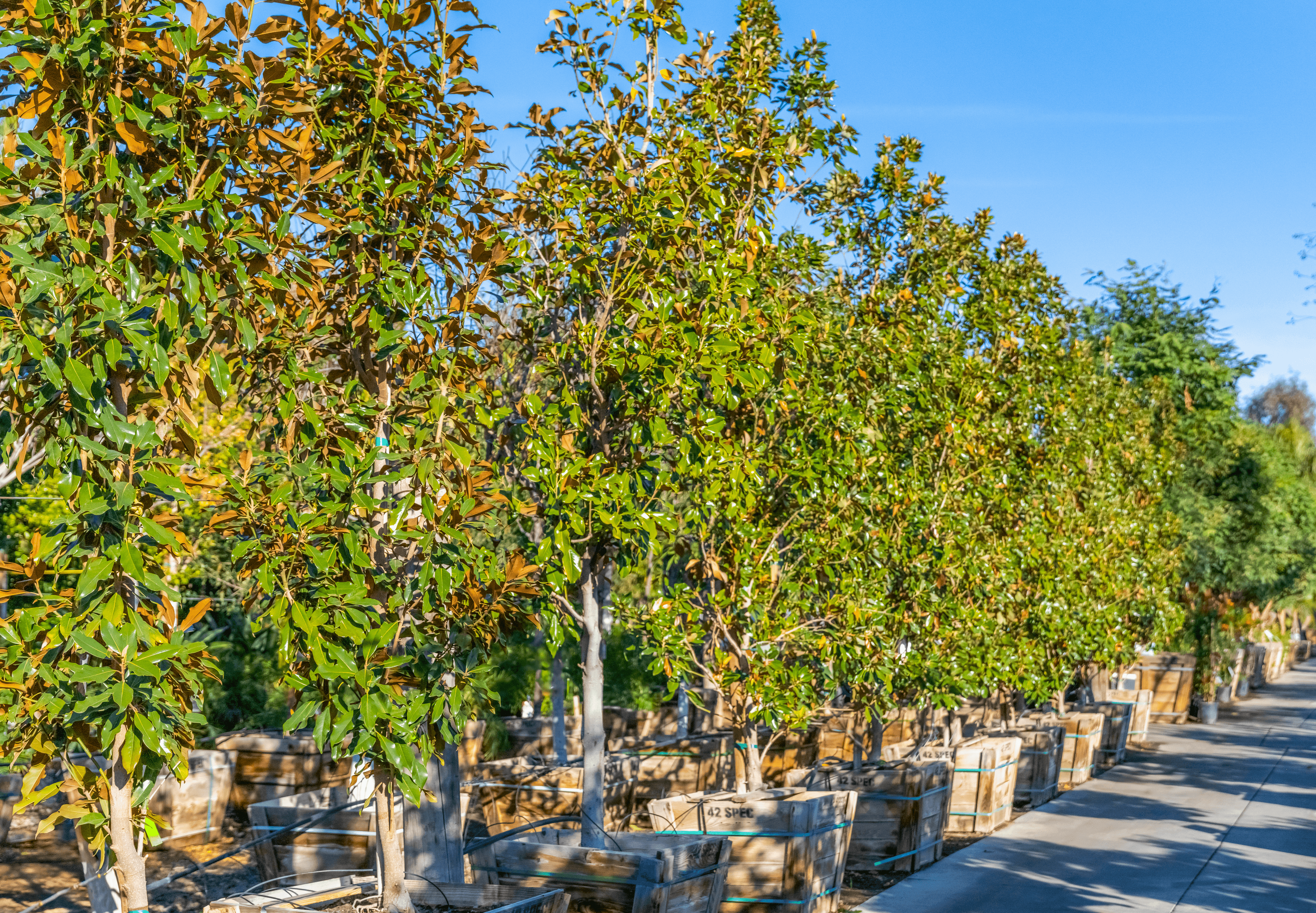 Southern Magnolia row