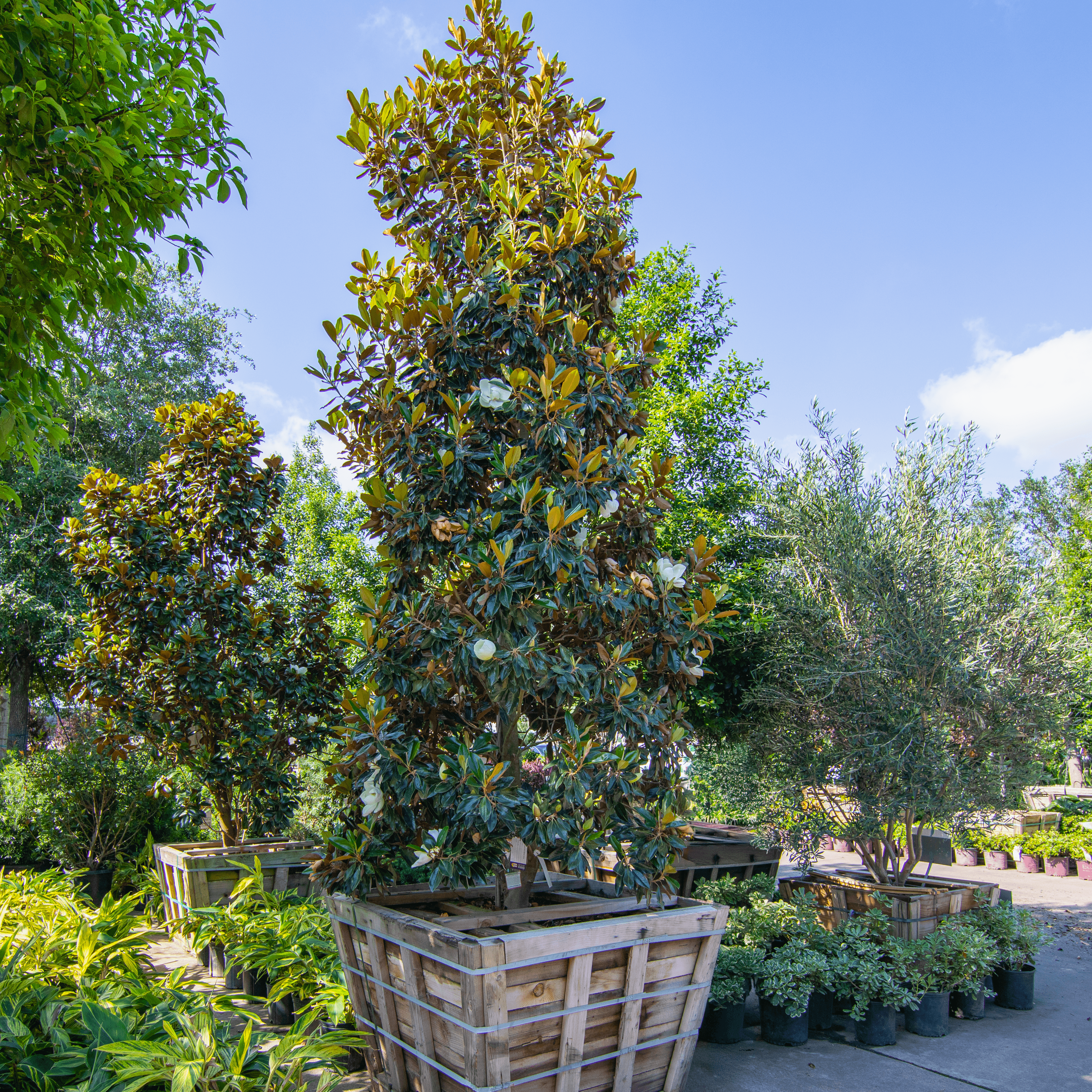 Southern Magnolia