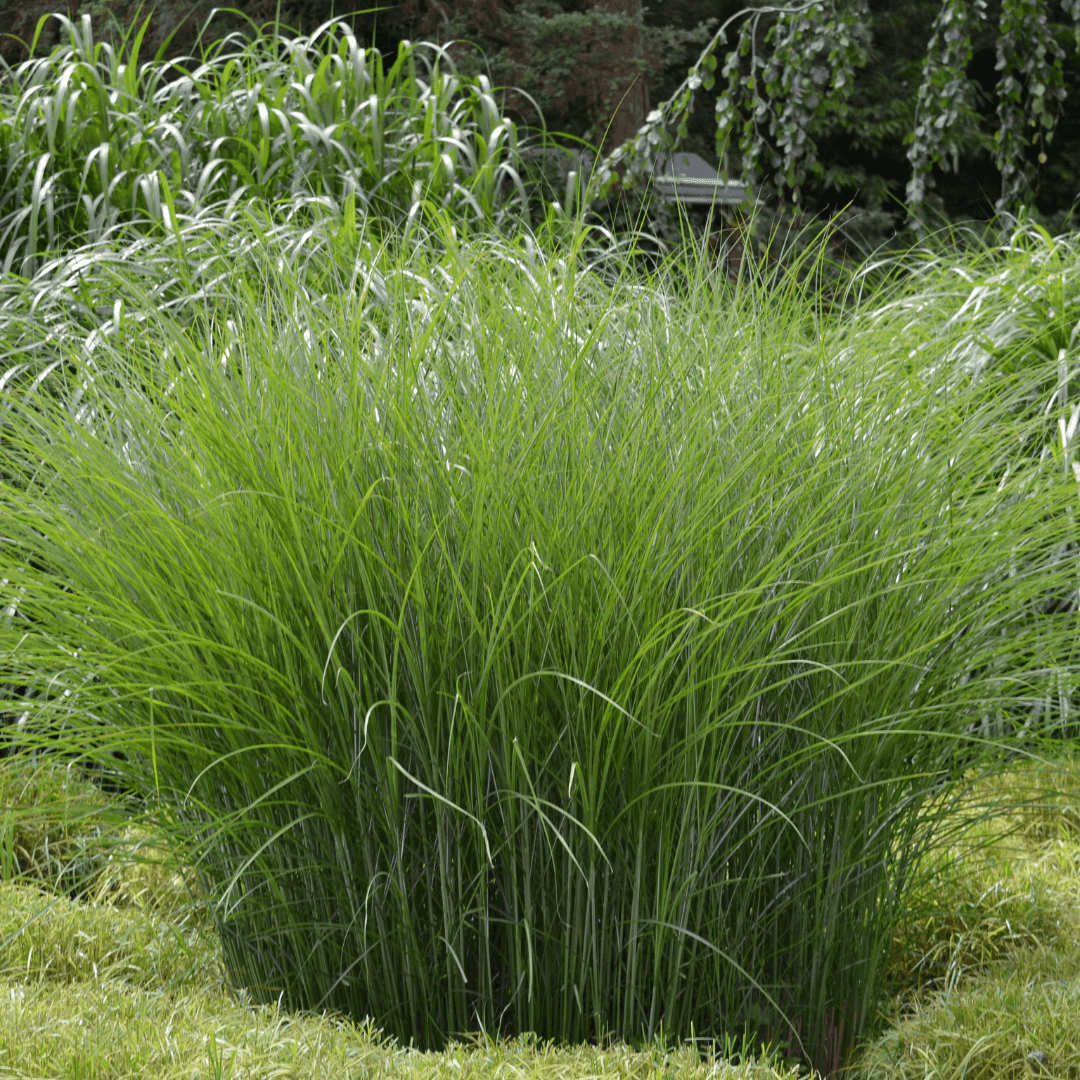 Beautiful Dense Maiden Grass Planted 