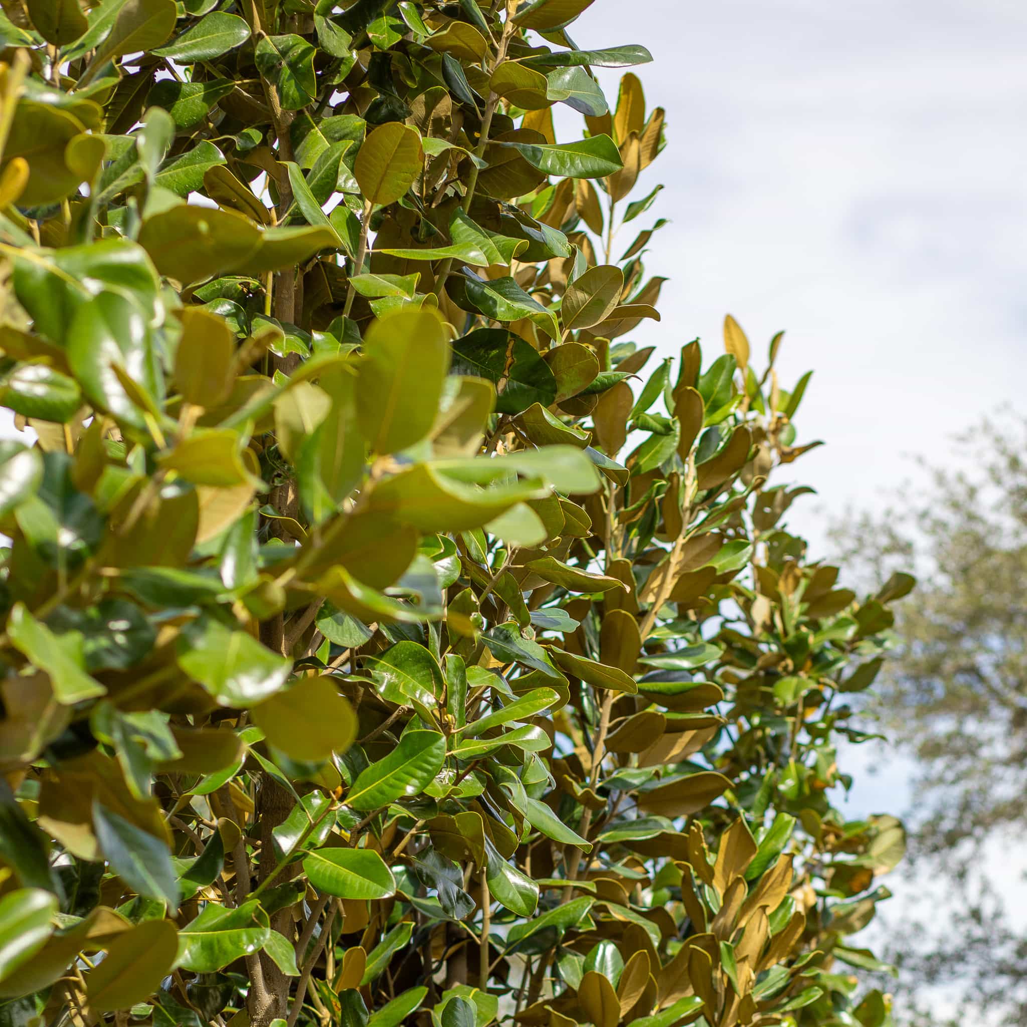 Majestic Beauty Magnolia tree row at Moon Valley Nurseries.