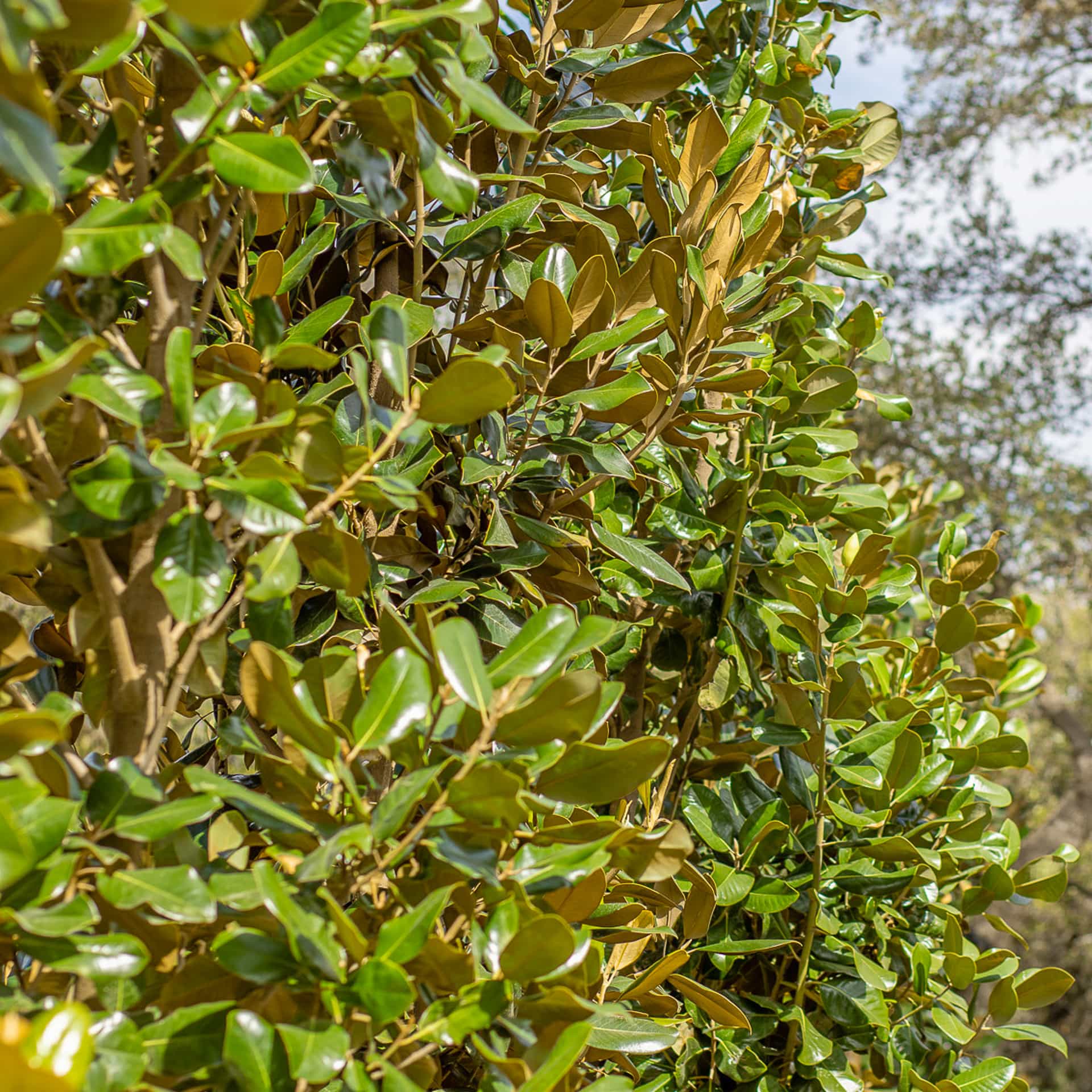 Majestic Beauty Magnolia trees at Moon Valley Nurseries.