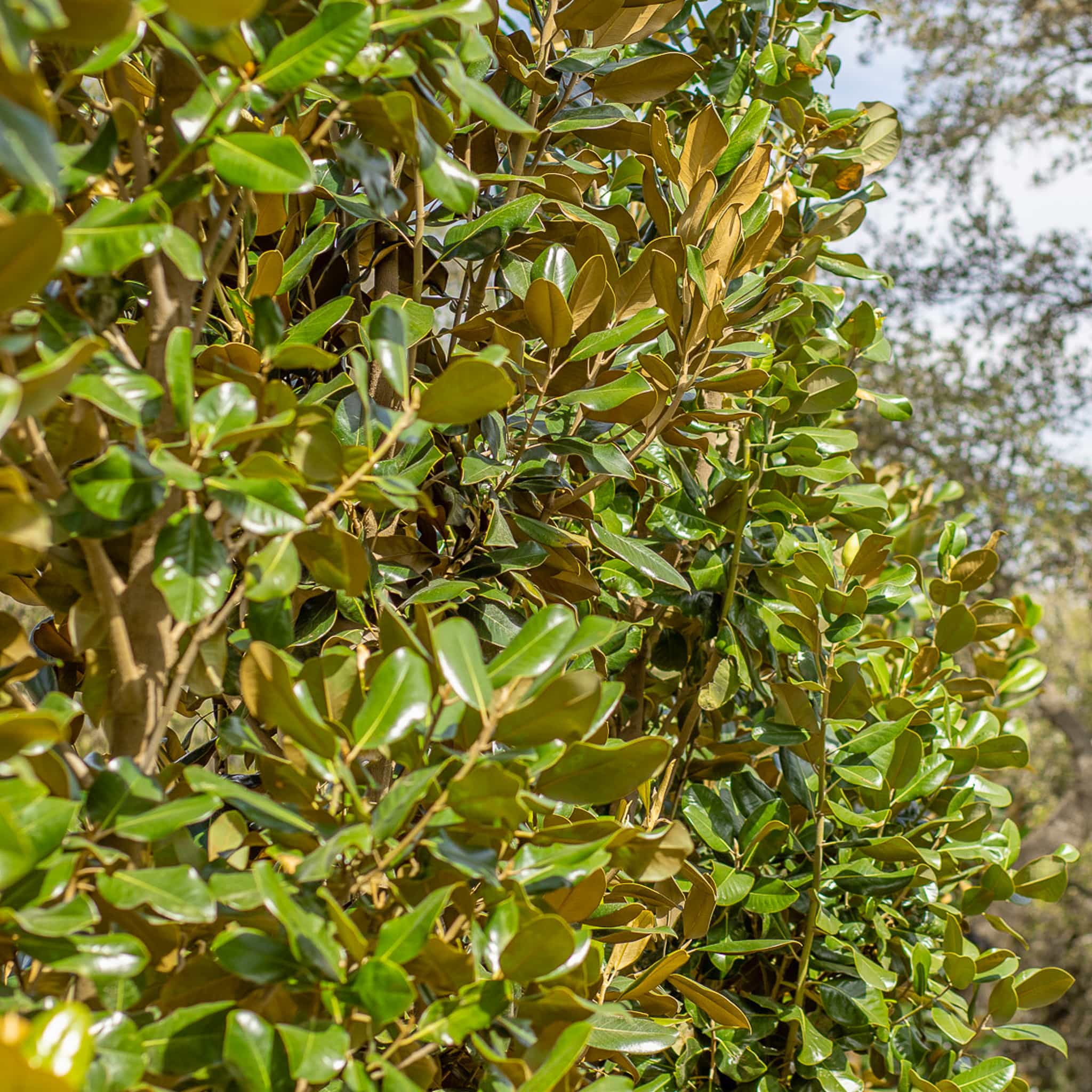 Majestic Beauty Magnolia trees at Moon Valley Nurseries.