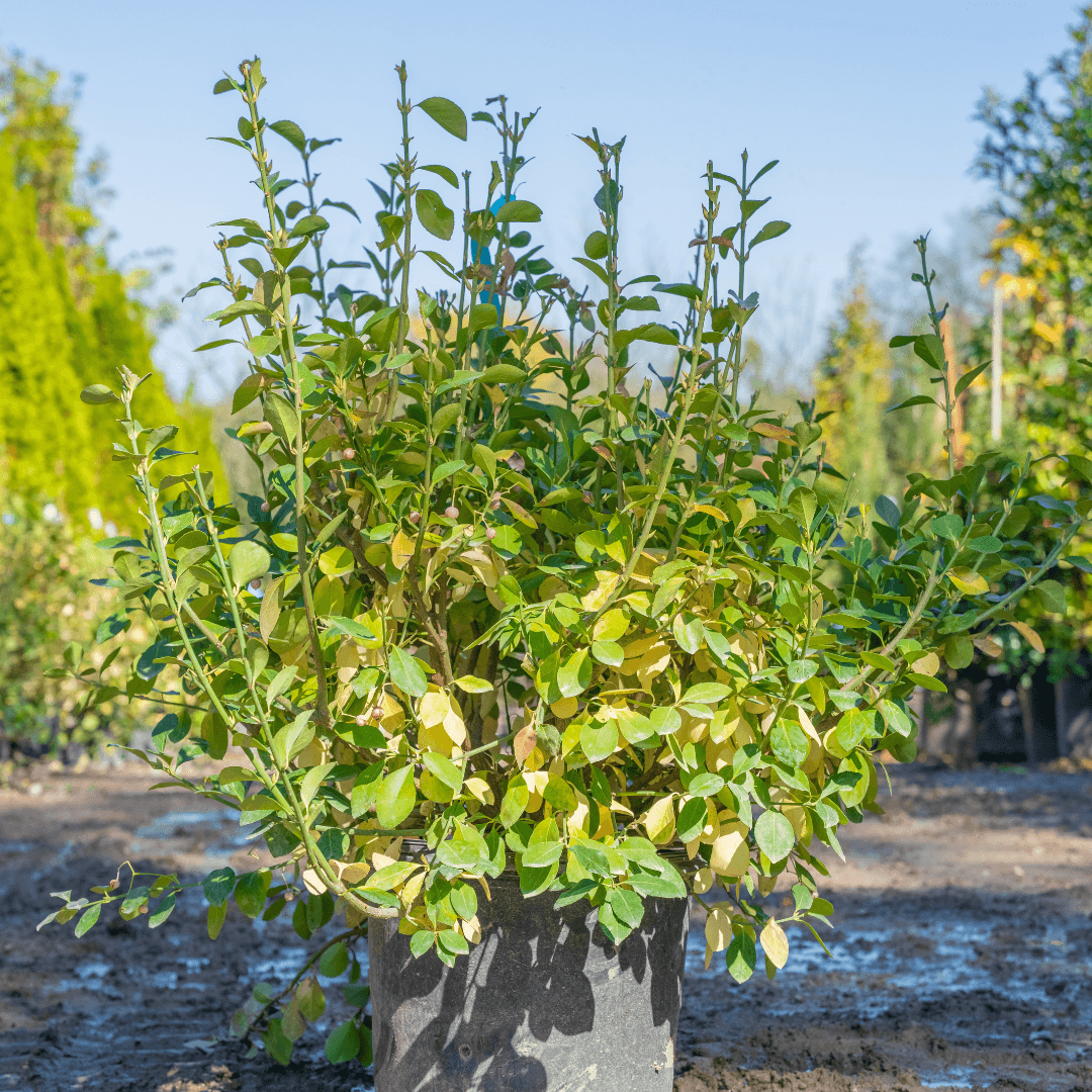 Single Mature Manhattan Euonymus Plant Potted in Nursery Aisle 