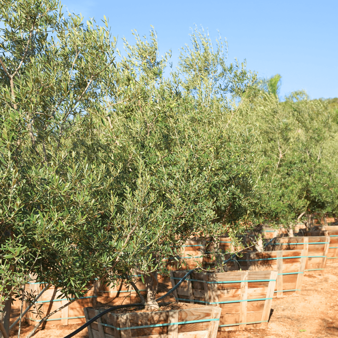 Manzanillo Olive Trees