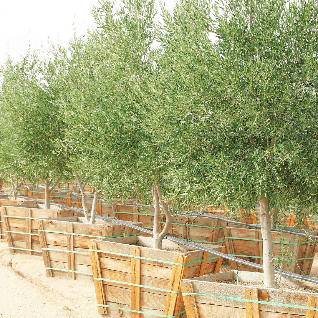 Manzanillo Olive Trees