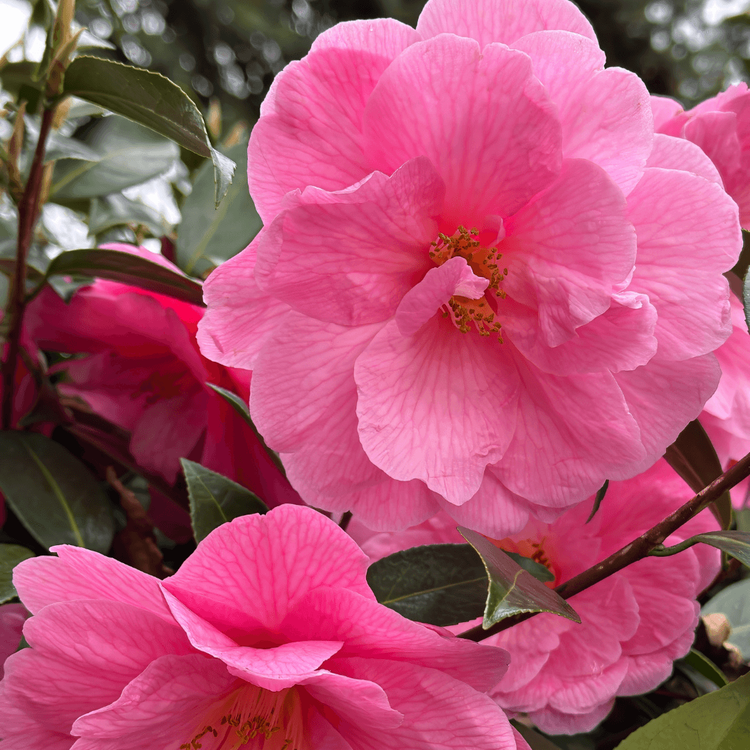 Beautiful Blooming Marie Bracey Camellia with Vibrant Pink Flowers 