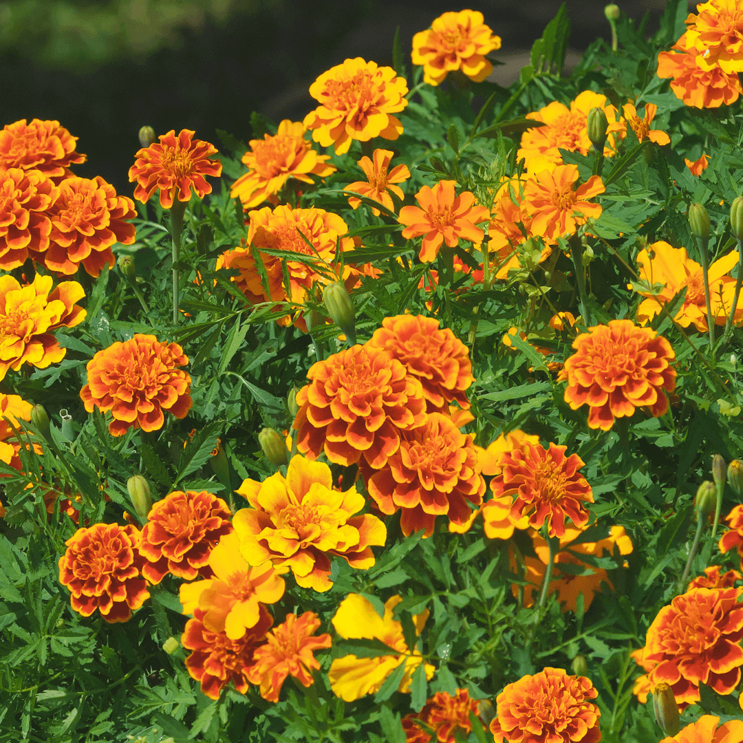 Beautiful Blooming Marigold Flowers