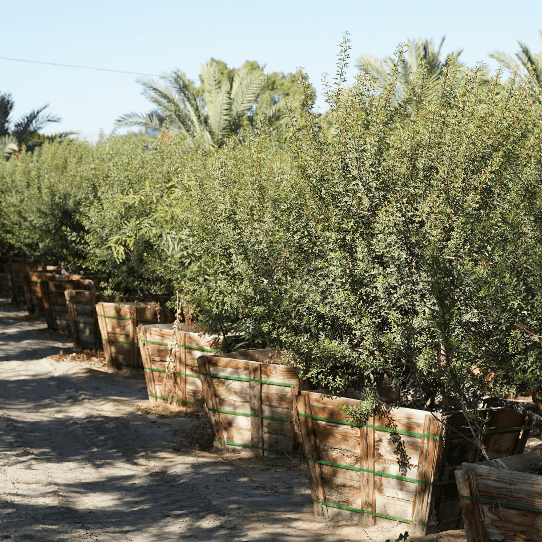 Mature Dense Mastic Trees In Hedge Form in Nursery Aisle 