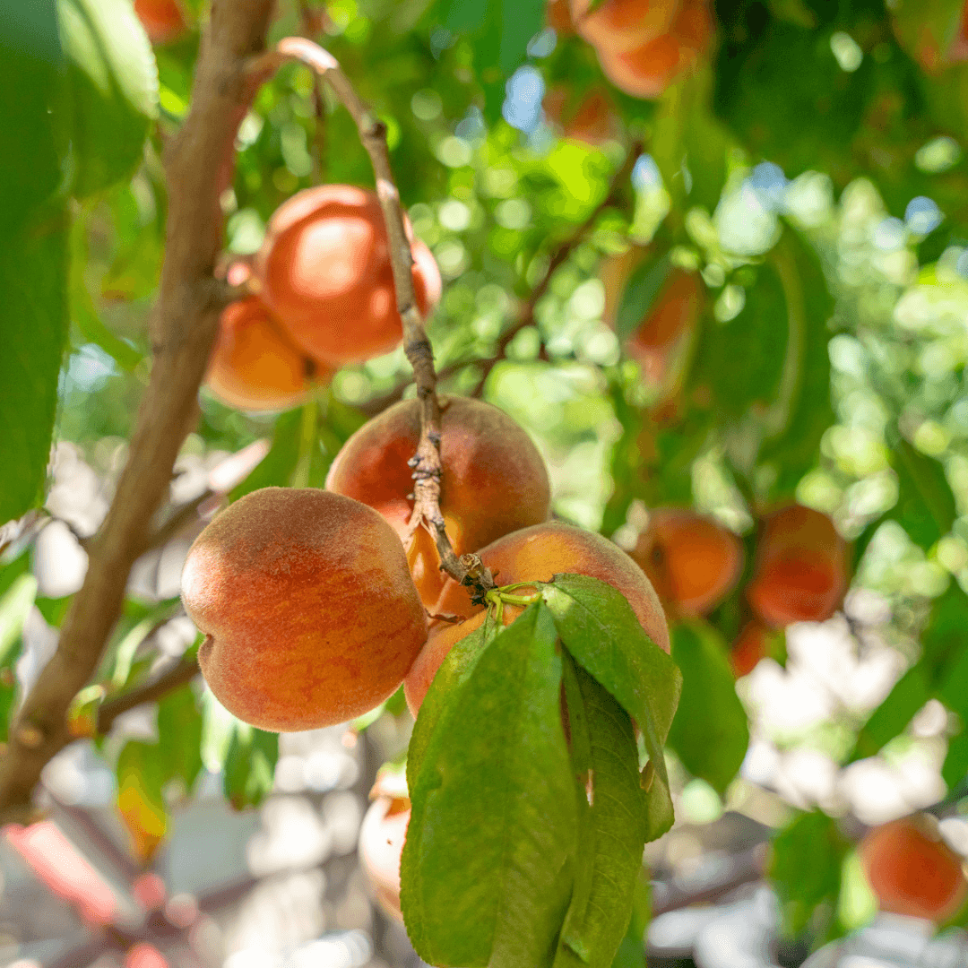 May Pride Peach Tree