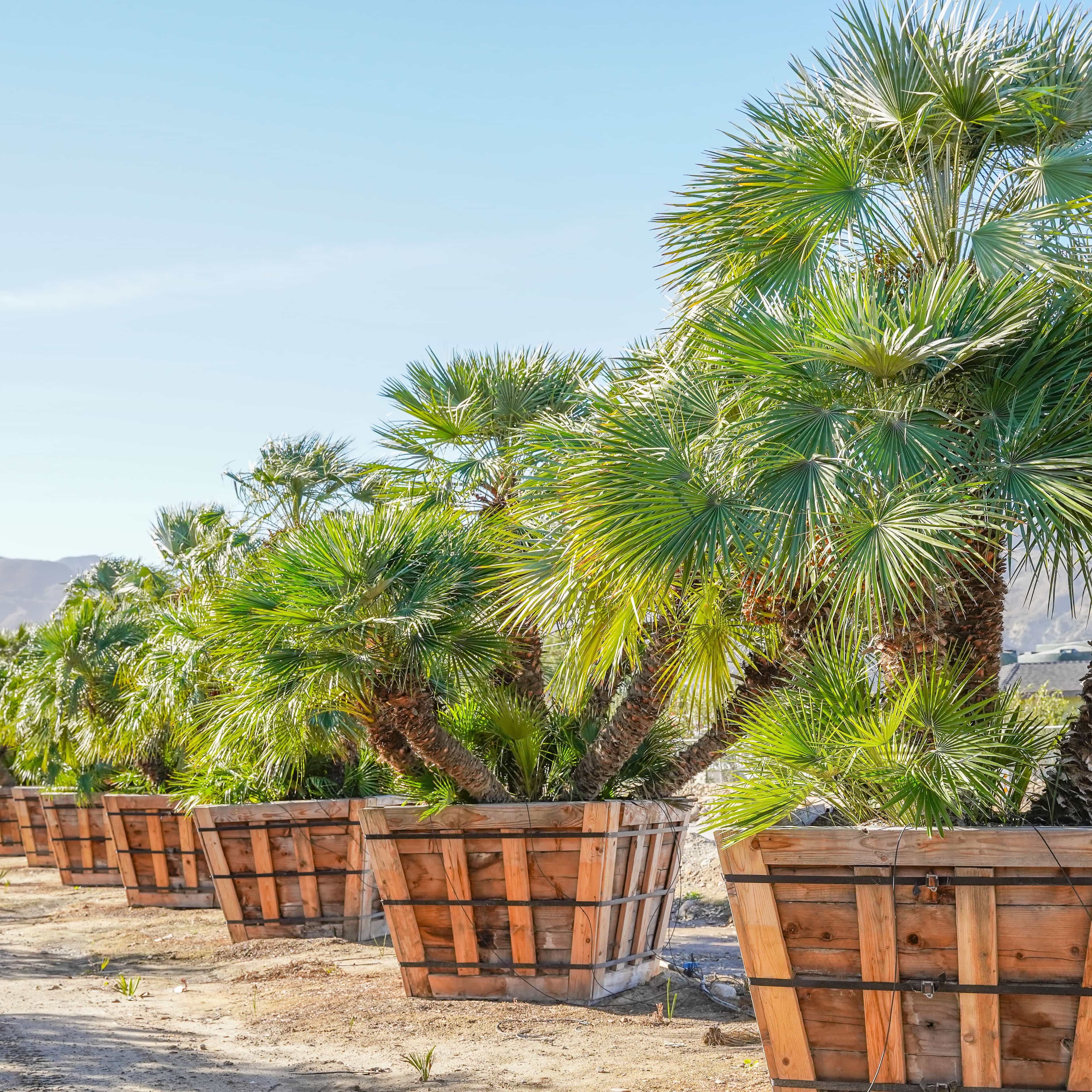Mediterranean Fan Palm row