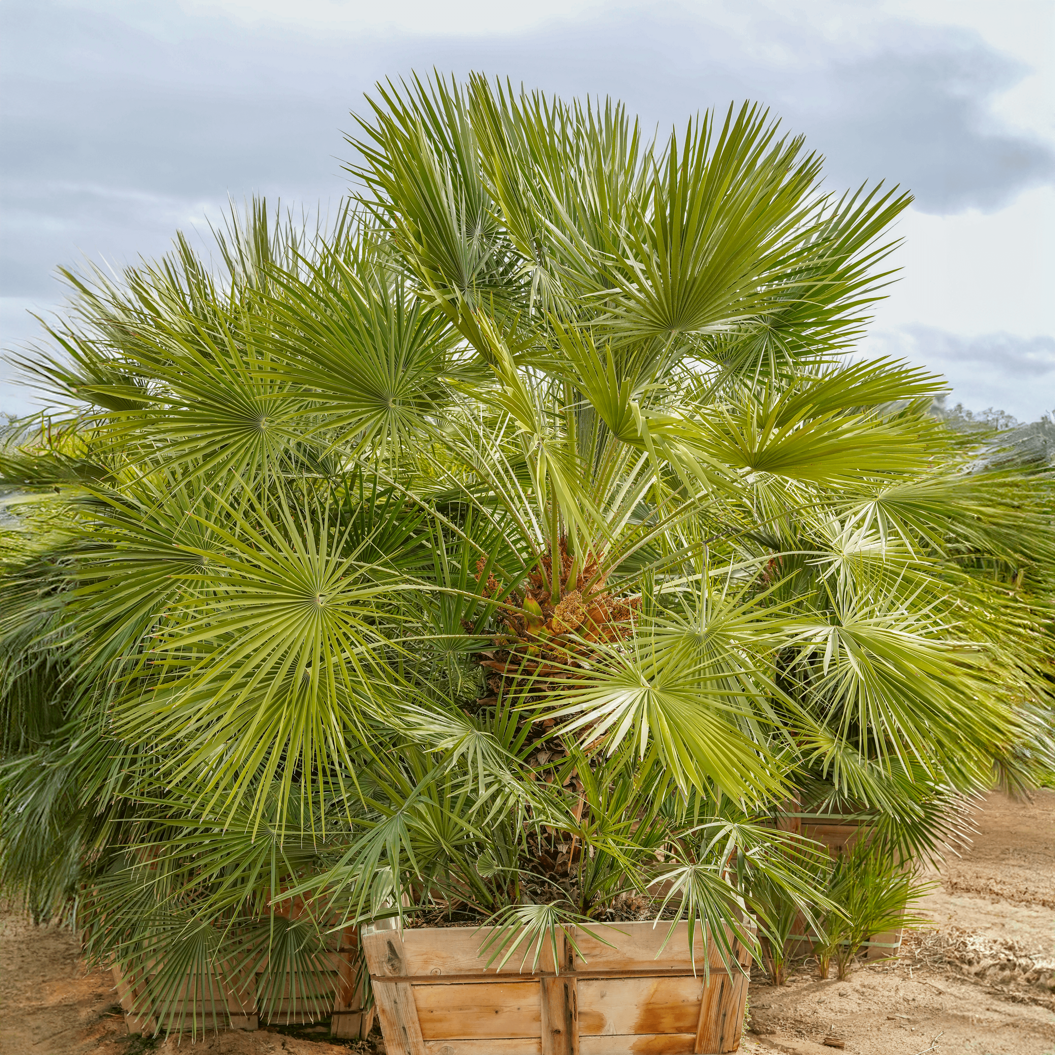 Huge Mediterranean Fan Palm
