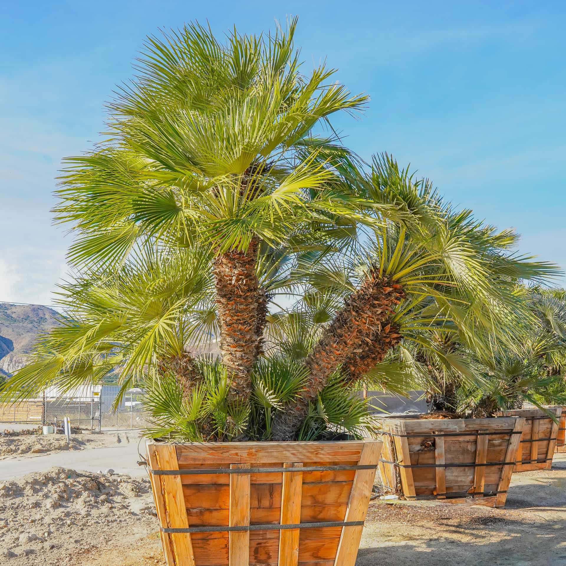 Shop Mediterranean Fan Palm Tree At Moon Valley Nurseries