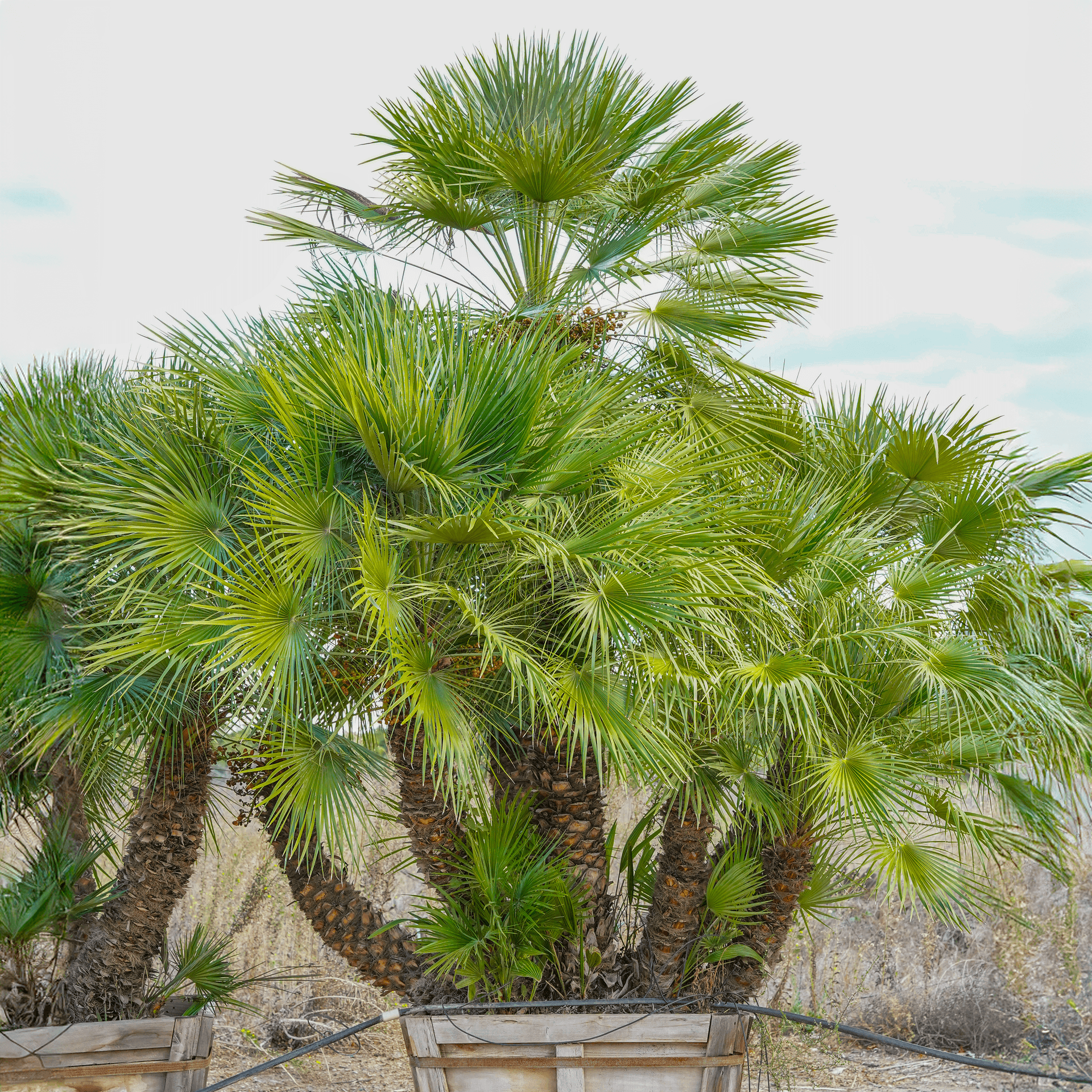 Shop Mediterranean Fan Palm Tree At Moon Valley Nurseries